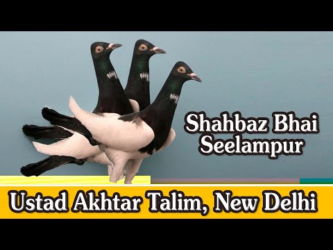 Wah Wah Kya Baat Hai #pigeonlover #animallovers #kabootarbazi #pigeon