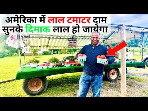 USA  में 1 किलो टमाटर कितने का है  What is COST of TOMATO in AMERICA 2025