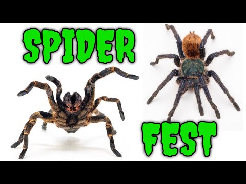 The ONLY Invertebrate EXCLUSIVE Show in the USA? SPIDER FEST 2025
