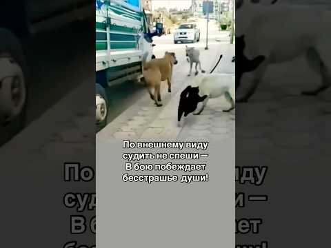 Смелый кот сражается  с толпой  собак