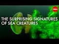 Marine Organisms and Their Hydrodynamic Signatures