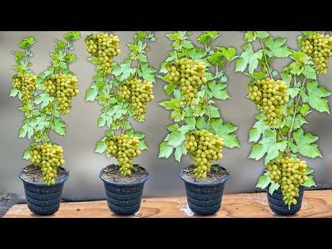 How To Grow Grape Vine From Grape Fruit | How To Plant Grapes | Grapes How To Plant | Grape Vine