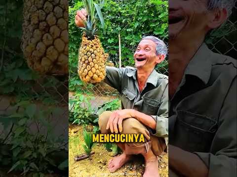 Ternyata kakek ini tanam nanas ajaib! 😲