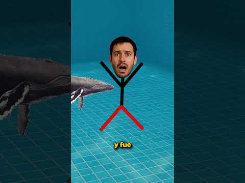 Una Ballena Le Salvó La Vida!