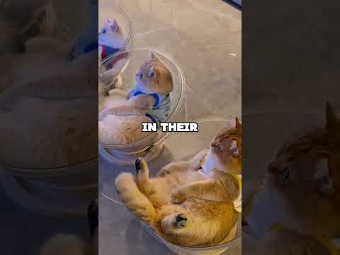 ULTIMATE CAT TRIO! #animals #cuteanimal #cat