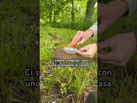 Usare le mani non è stata una buona idea 😨🦂 #scorpione #paura #aracnofobia #jumpscare