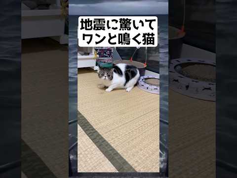 いやお前かよwwww #shorts #面白い #tiktok