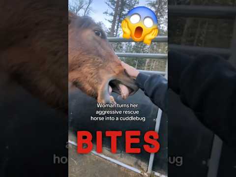 Woman Turns Agressive Horse into a Cuddlebug!!