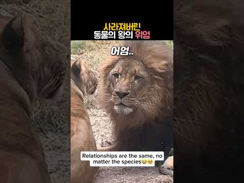 사라져버린 동물의 왕의 위엄 #동물 #사자