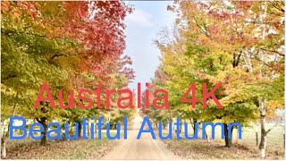 🇦🇺 Australia 4k-Autumn In Bright Vic - Australia/How Beautiful Autumn It Is -Relax Music On Autumn