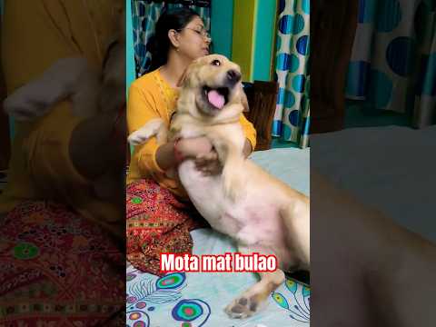 #dog #doglover #funny #pets #animal #petlover #labrador #music #love #viral #shorts #dogcatlover #dj