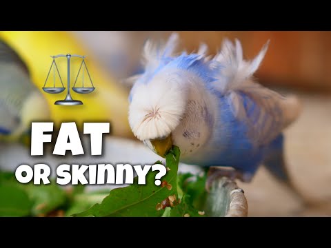 Don’t Ignore These Signs of Budgie Weight Problems! ⚖️❗️