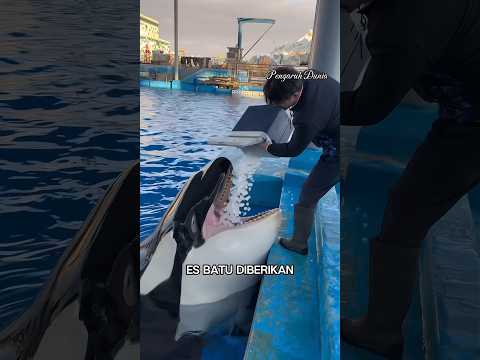 Mana yang Di pilih orca Es Batu Atau Ikan