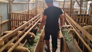 ASMR Pemberian Pakan Di Sore Hari