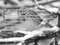 Nature and Animal Interactions