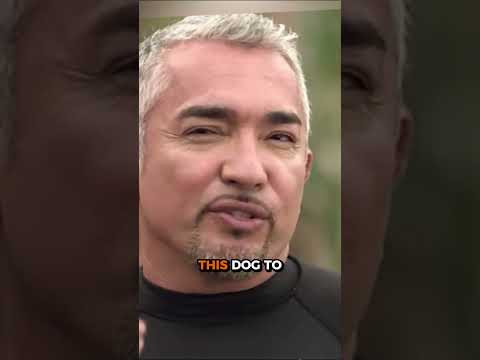 How do you calm a dog with pent-up energy