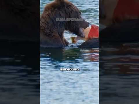 Grizzly Bears: Masters of Adaptation and Relentless Hunters 😱😍 #animalfacts #wildlife #shorts