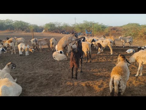 Goat Vs Sheep Sound Effects