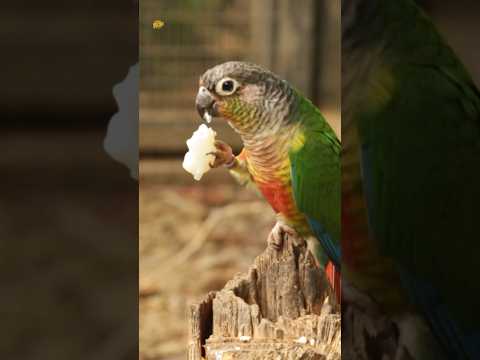 Parrot Rhymes Main Tota Hare Rang Ka, मैं तोता मैं तोता, Hindi Poem For Kids #kidssongs #trending