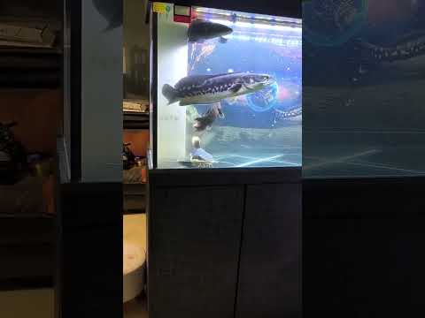 Underwater Colosseum, the poor fish