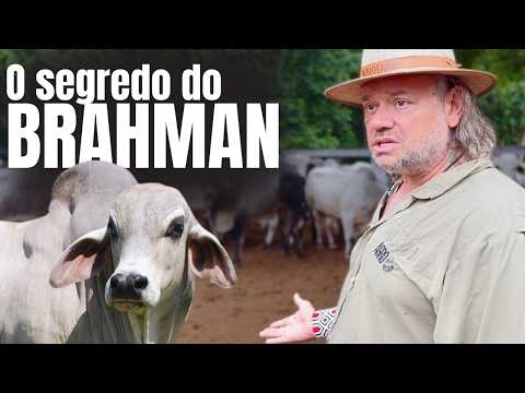 A RAÇA BOVINA MAIS RESISTENTE DO MUNDO: DESCUBRA O SEGREDO DO BRAHMAN!