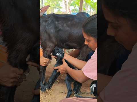 #parambariyam #jallikattu2025 #subscribe #support #trendingshorts #yuotubeshorts
