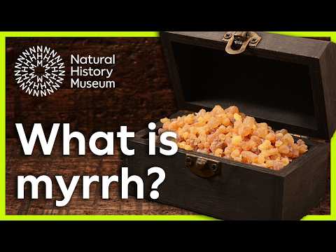 What is myrrh? | Surprising Science