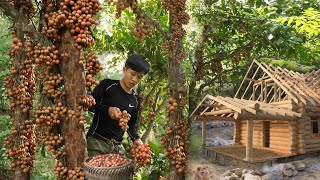 Harvest Wild Red Grapes, Super fruit, Sweet, Fragrant, To Market Sell, Cook Dinner. 3 Year in Forest
