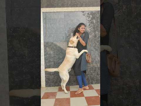 Tom🍓 jerry (Rio&vidya)Real End twist 😅🎈#shorts #trending #beersong #dog #labrador