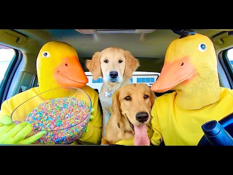 Rubber Duckys surprises Chucky & Hungry Puppy With Car Ride Chase