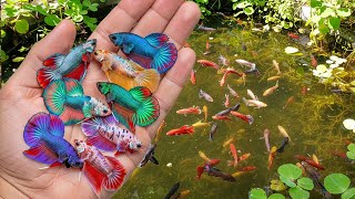 Let's Go ! Catch Colorful Ornamental Fish At The Rice Field, Glo Fish, Wild Betta Fish