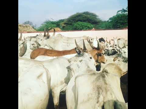 Jallikattu whatsapp status tamil