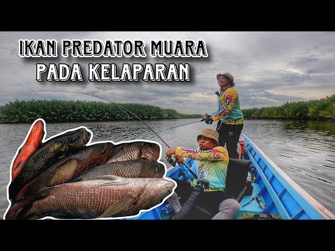 serangan beruntun predator muara, sungguh puas strike di trip mancing kali ini
