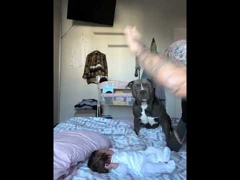 Dogs are the best protectors#dog #dogs #funny #fyp #funnyvideo #funnydog