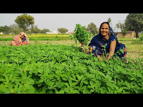 मेथी का पराठा हजारों बार खाये होंगे एक बार हमारे तरीके से बनाकर देखिये || Methi ke parathe recipe ||