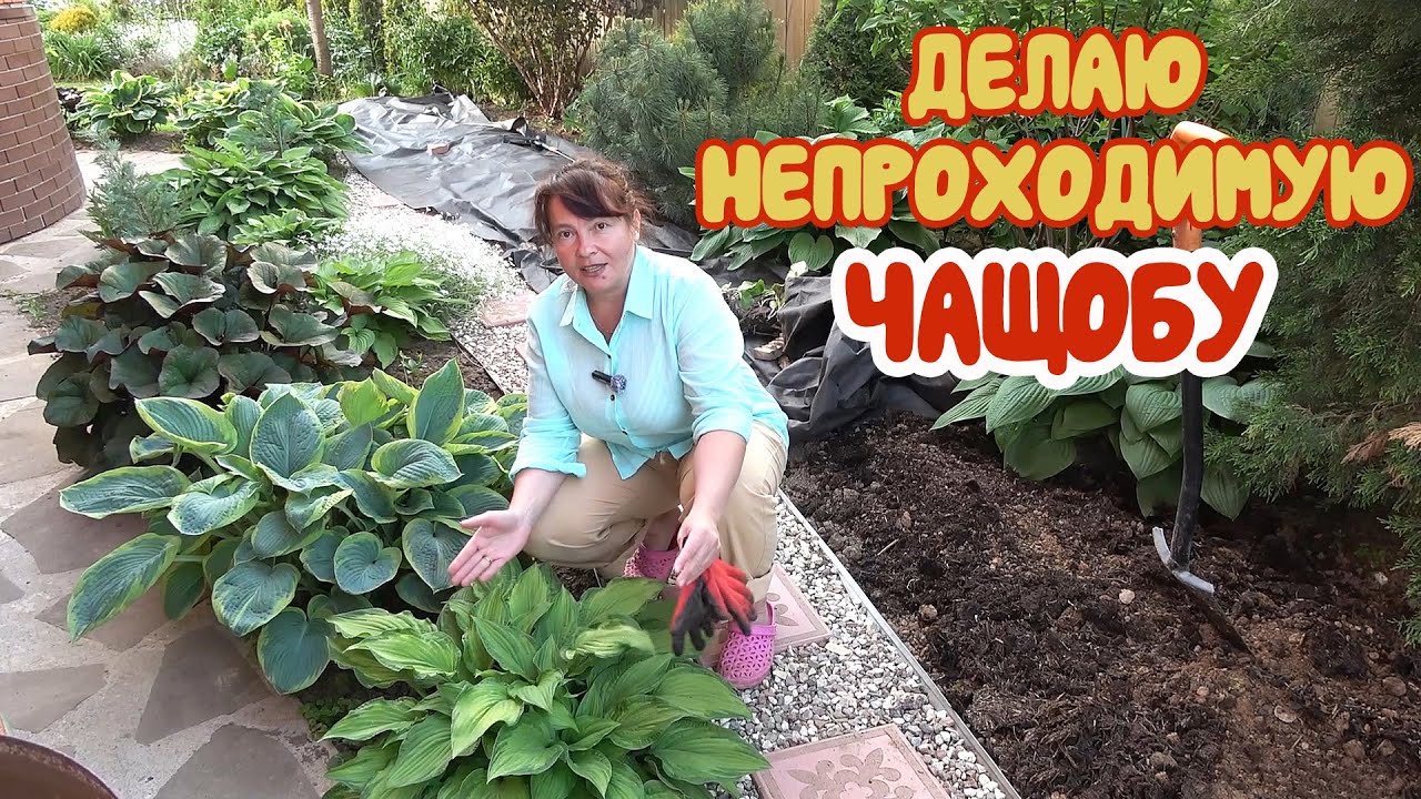ВСЕ БЕСПЛАТНО: и НАВОЗ, и БАДАН! Нам везет! Чистка МОЖЖЕВЕЛЬНИКОВ - не для слабонервных!