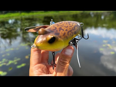 Fishing a Frog Lure for Whatever Bites!