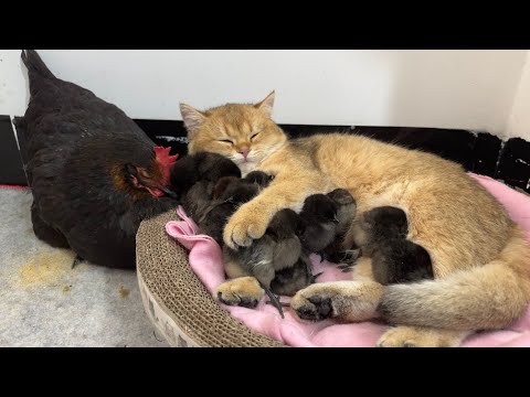The hen watched in amazement as the kitten hugged the chick tightly to sleep.  cute and funny animal