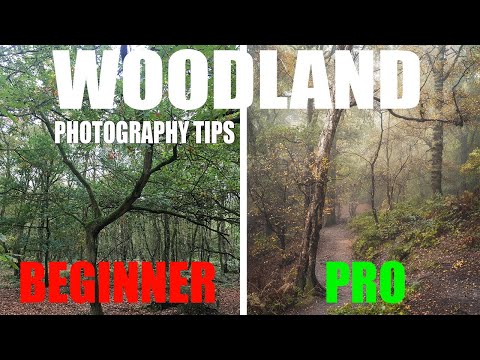 7 Simple Beginner Tips for Woodland Photography