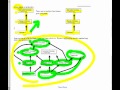 Ecosystem Interactions and Energy Flow