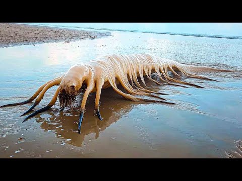 What They Found On A Beach In California Has Shocked Everyone