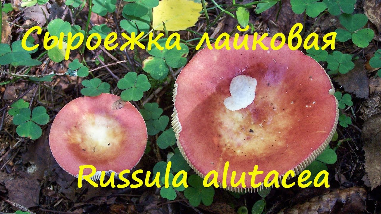 Сыроежка лайковая? Думаем, что да!