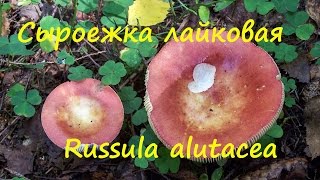 видео