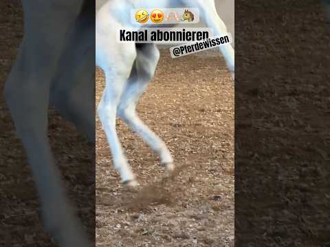 🤣😅 Wer noch nicht abonniert hat jetzt unbedingt nachholen ❤️🐴☀️ #pferd #horse #pferde #fohlen