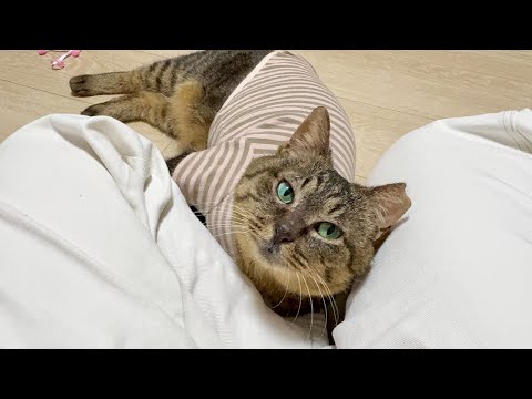 お迎えした保護猫が日を追うごとに初めての顔を見せてくれます…