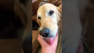 Loving doge #goldenretriever #dog #puppy #doggo #cute #retreiver