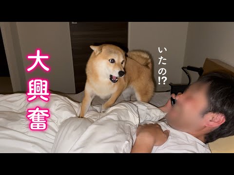いるはずのないパパが布団の中にいてパニックになる柴犬が可愛い