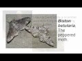 Peppered Moth Natural Selection Study
