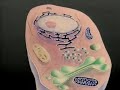 Cell Structure and Function Concepts