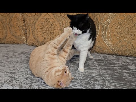 Cat Kisses Then Bites Other Cat (2)